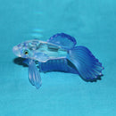 Swarovski Crystal: 236718 Blue Siamese Fighting Fish