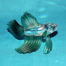 Swarovski Crystal: 261259 Green Siamese Fighting Fish