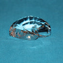 Swarovski Crystal: 5063699 Peacock Paperweight