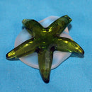 Swarovski Crystal: 659913 Cantillana the Starfish