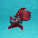 Swarovski Figurine: 660941 Siamese Fighting Fish