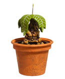 Hallmark Mandrake - Mandrake Keepsake Ornament 2025 QXI8433
