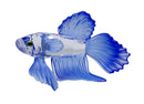 Swarovski Crystal: 236718 Blue Siamese Fighting Fish
